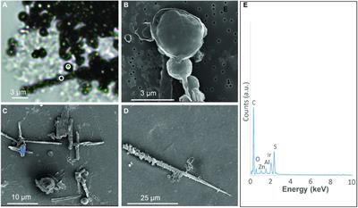 Elemental Sulfur Formation by Sulfuricurvum kujiense Is Mediated by Extracellular Organic Compounds